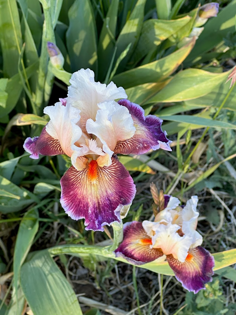 Iris plant