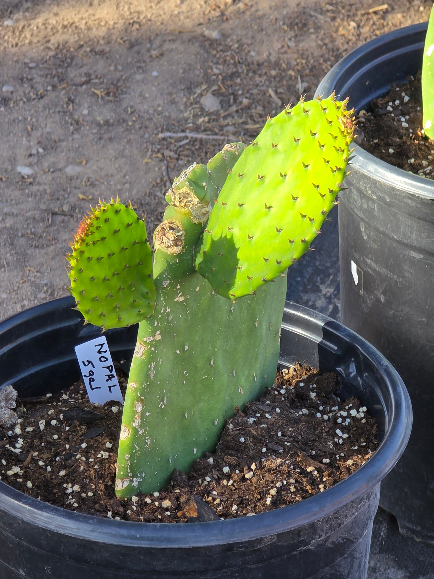Nepal Cactus