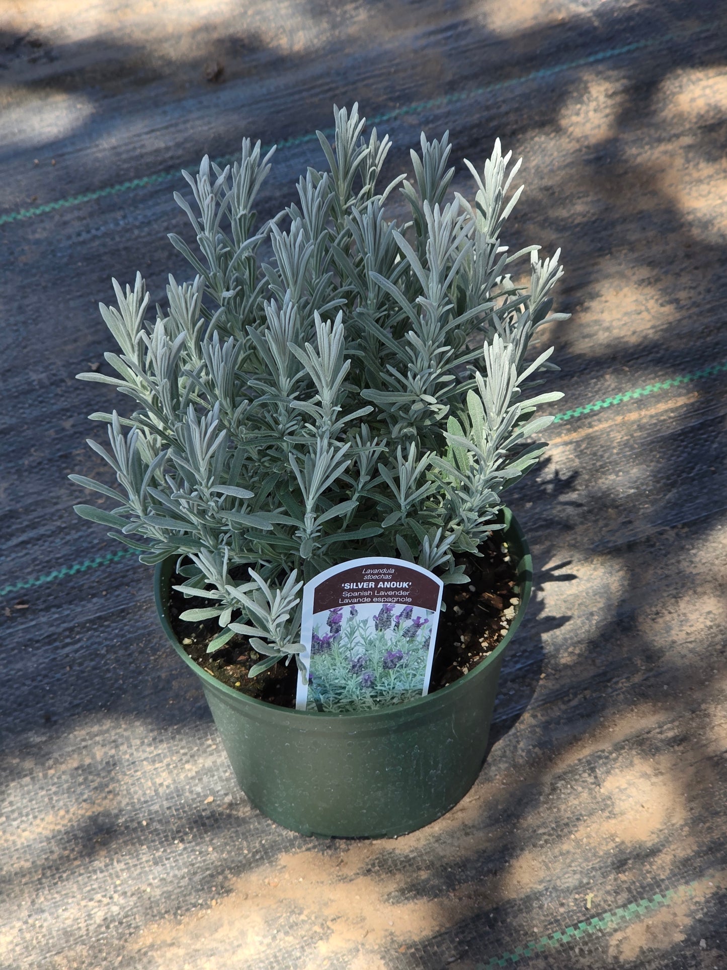 Lavender plant