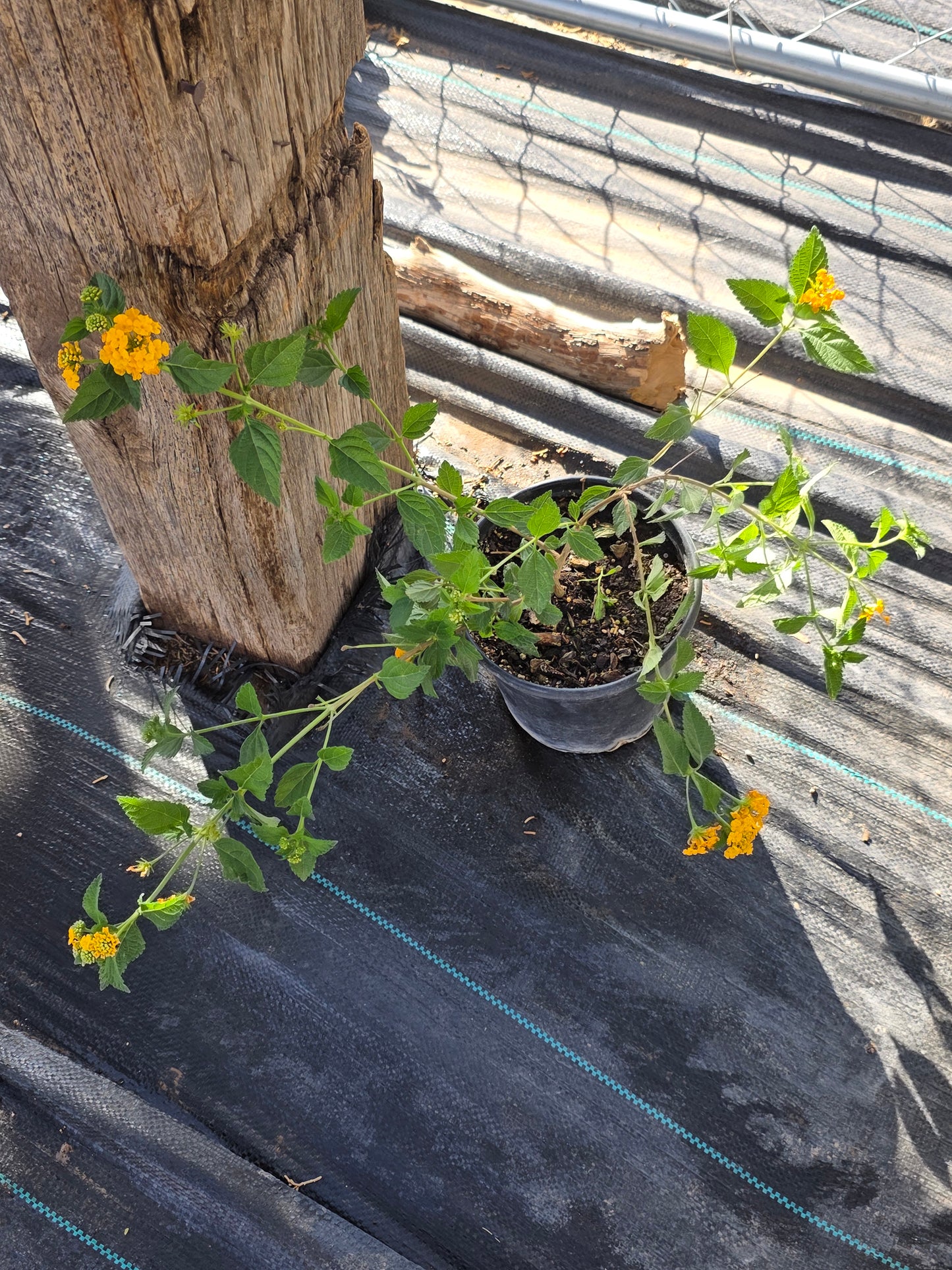 Lantana plant 1 gallon