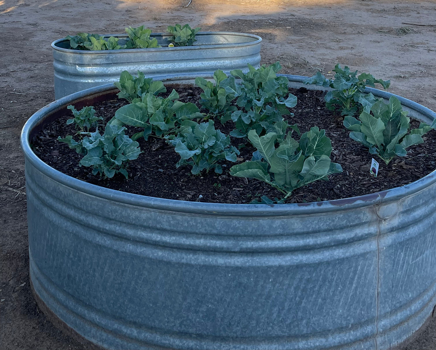 Vegetable plants