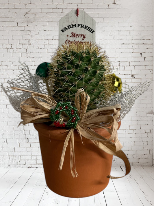 CACTUS IN TERRACOTTA POT