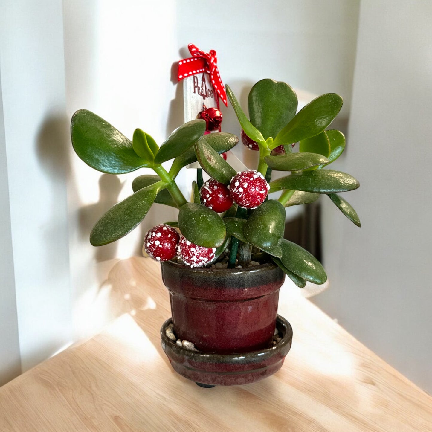 Succulent Plants