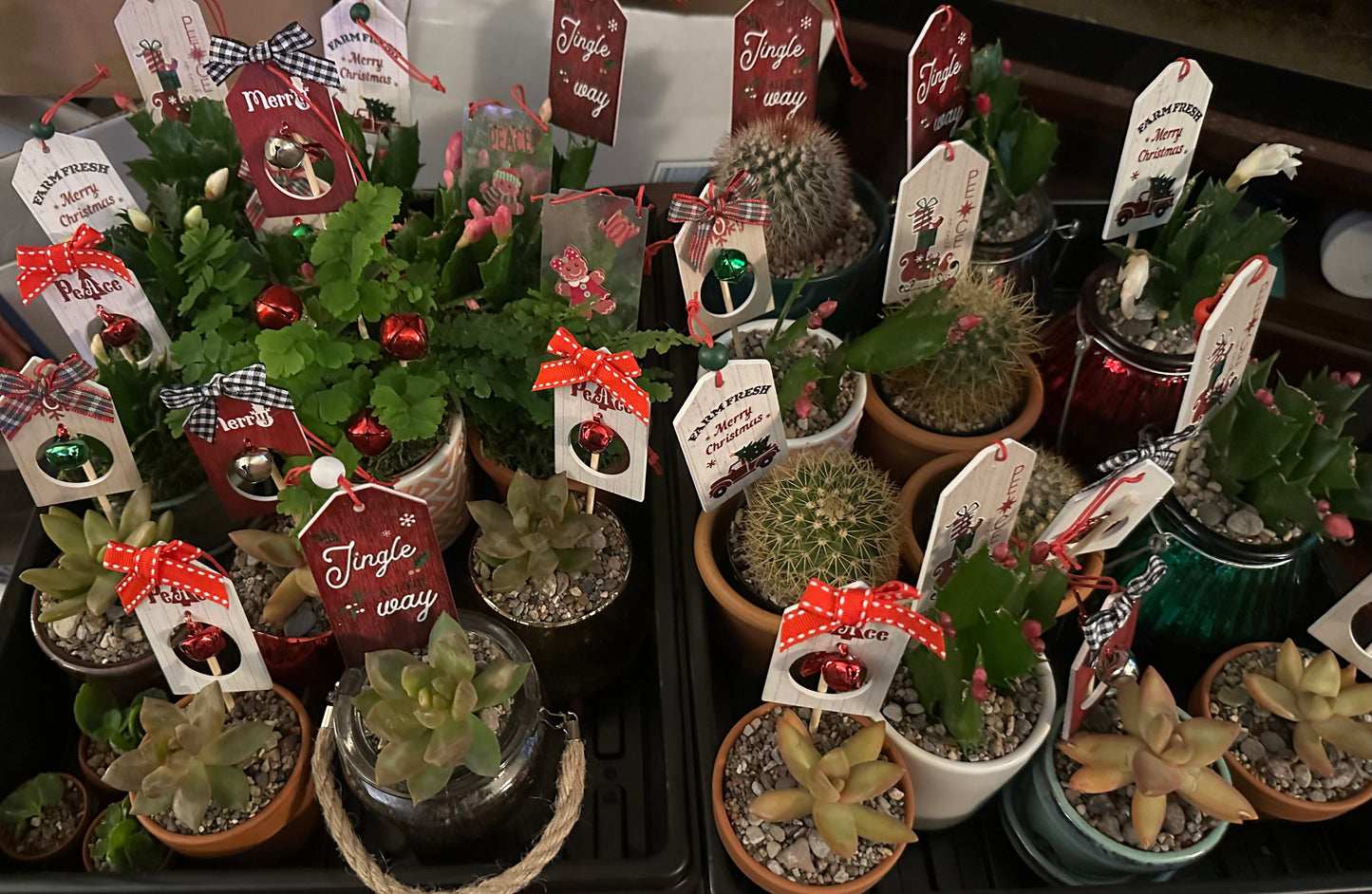 Succulent Plants