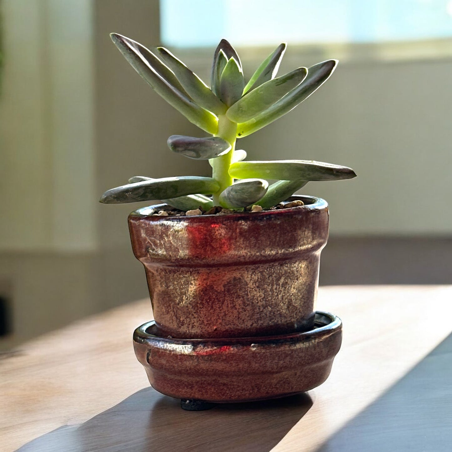 Succulent Plants