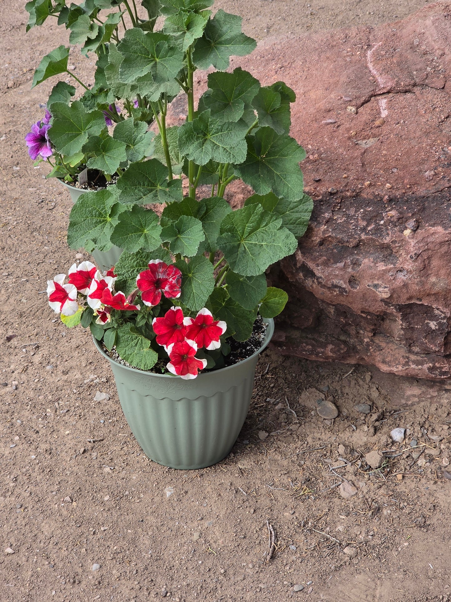 Hollyhock/Petunia mix