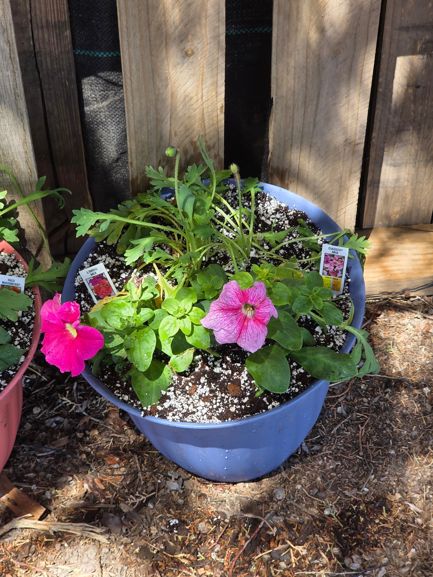 Mixed Poppy/Petunia color pot