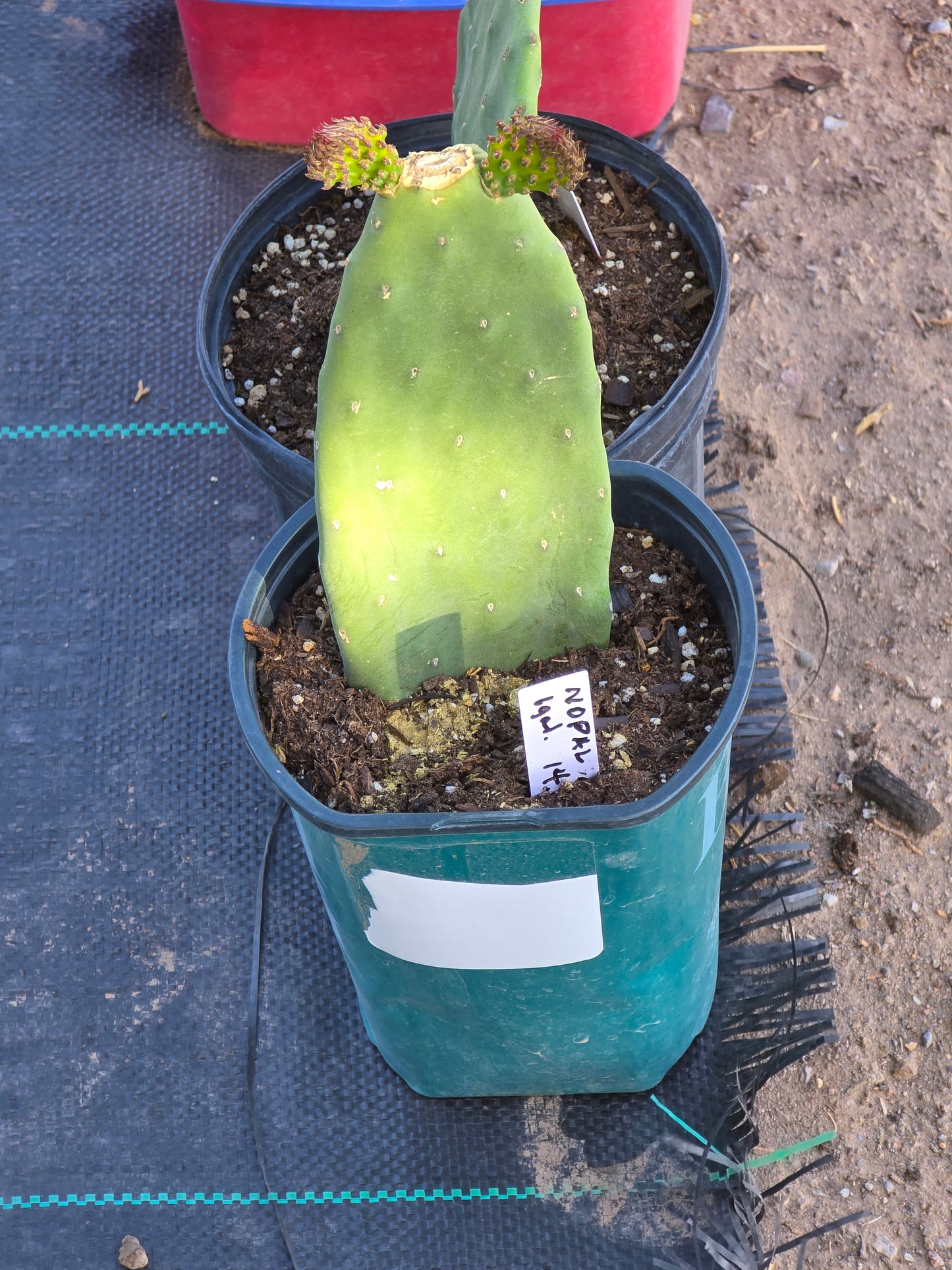 Nepal Cactus 1 gallon