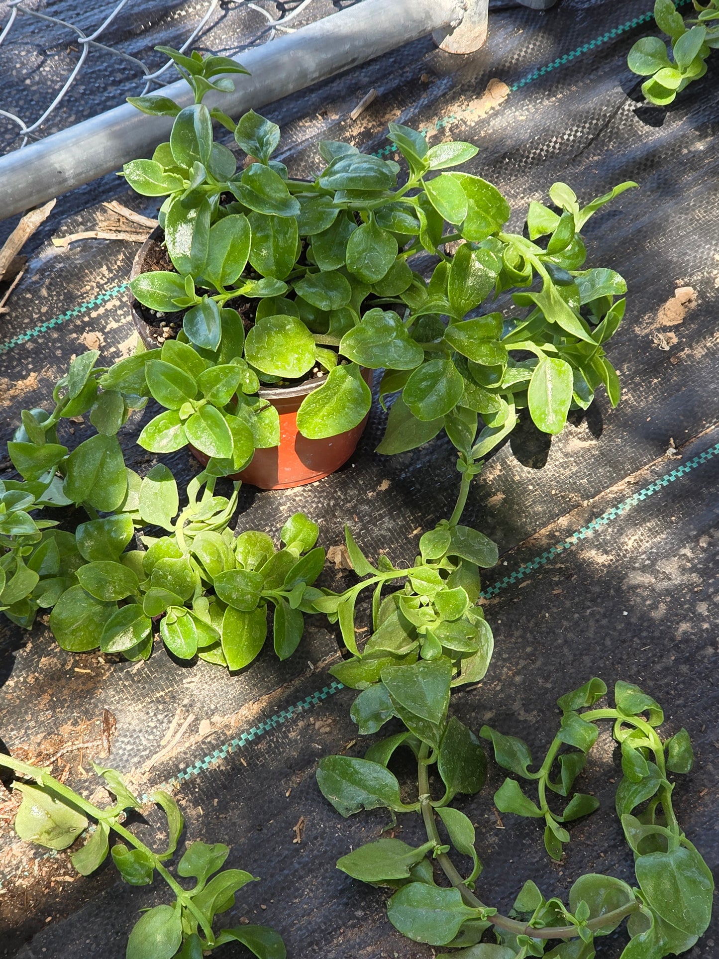 Hearts & Flowers plant 1 Gallon