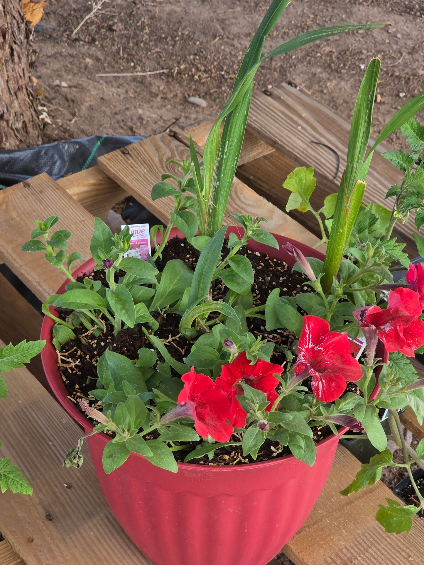 Gladiolus mixed pot