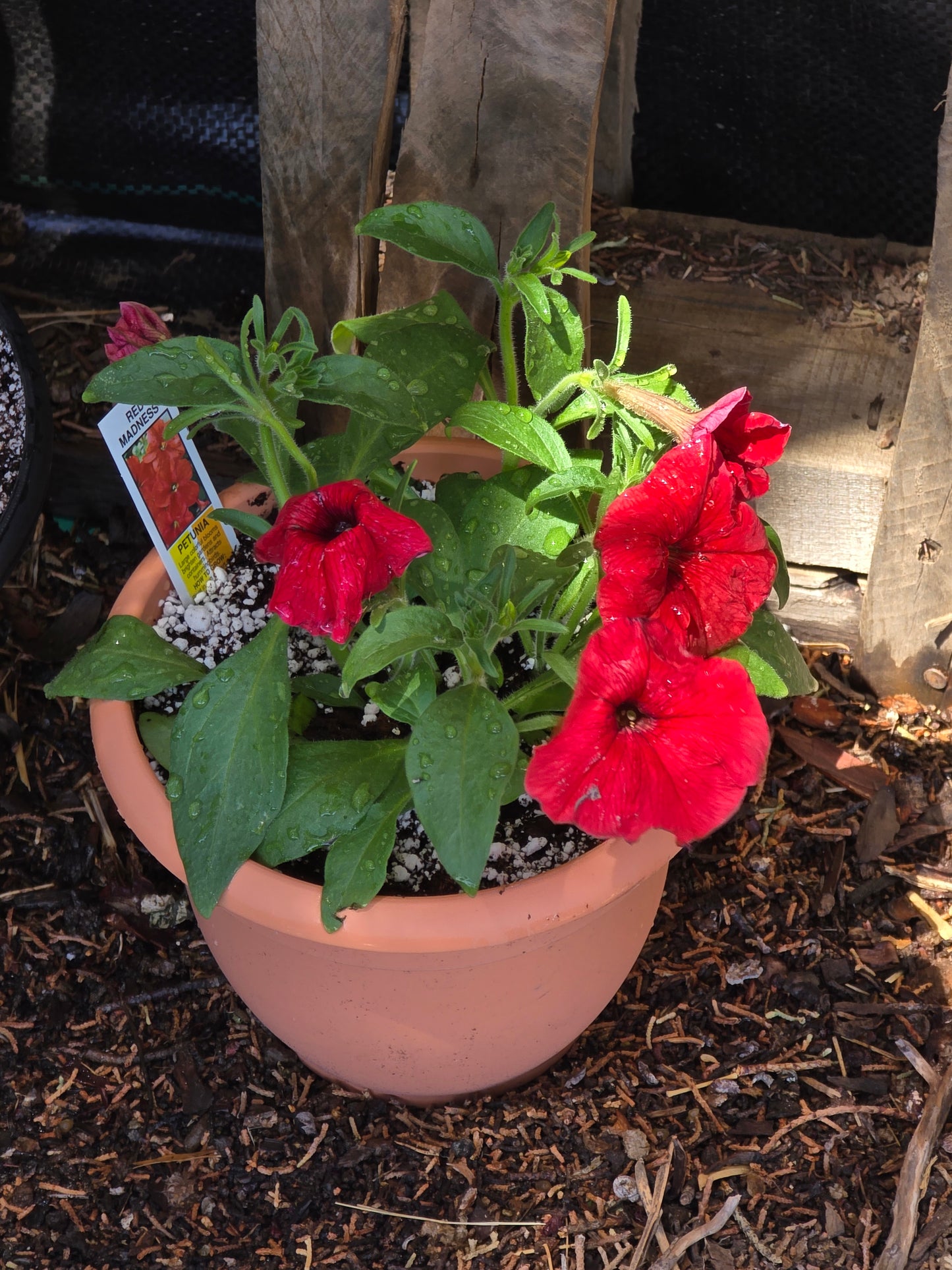 Petunia plant in decorative pot