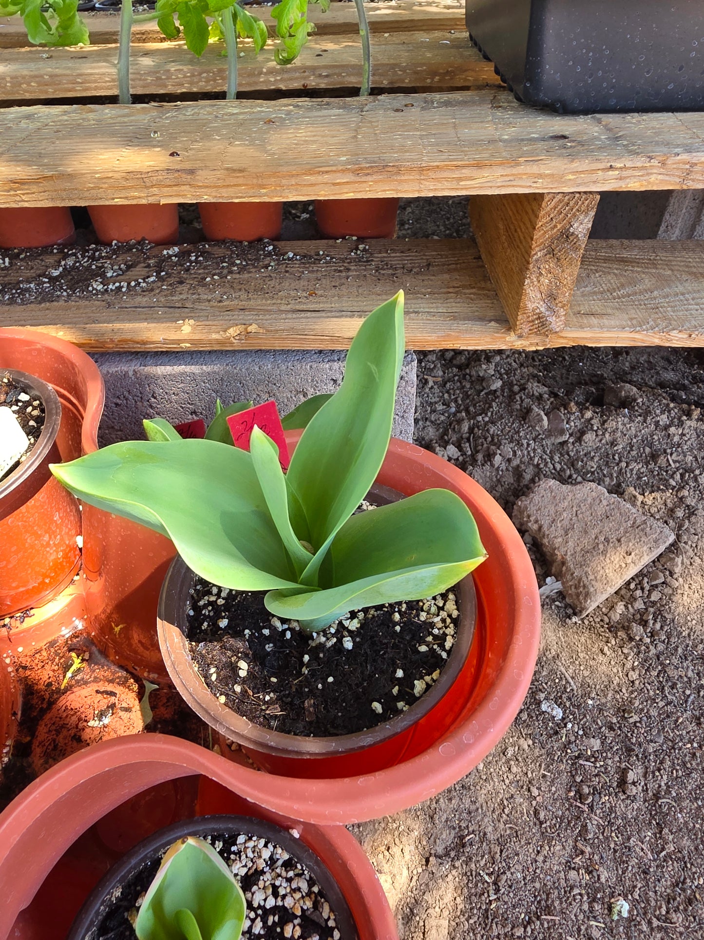 Tulip plant